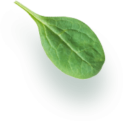 ca74c029 leaf element.png